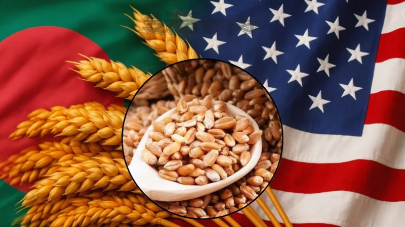 যুক্তরাষ্ট্র থেকে ২ লাখ ২০ হাজার টন গম কিনবে সরকার white