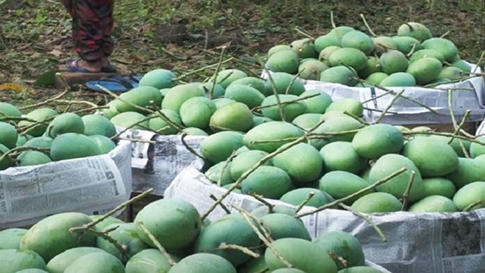 mango-dak diye jai