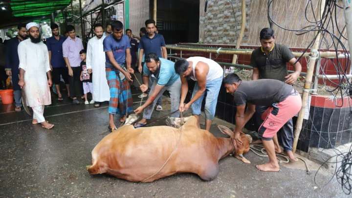 korbani dakdiyajai.2024