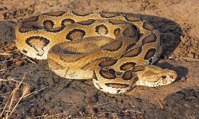 rasel baipar dakdiyajai
