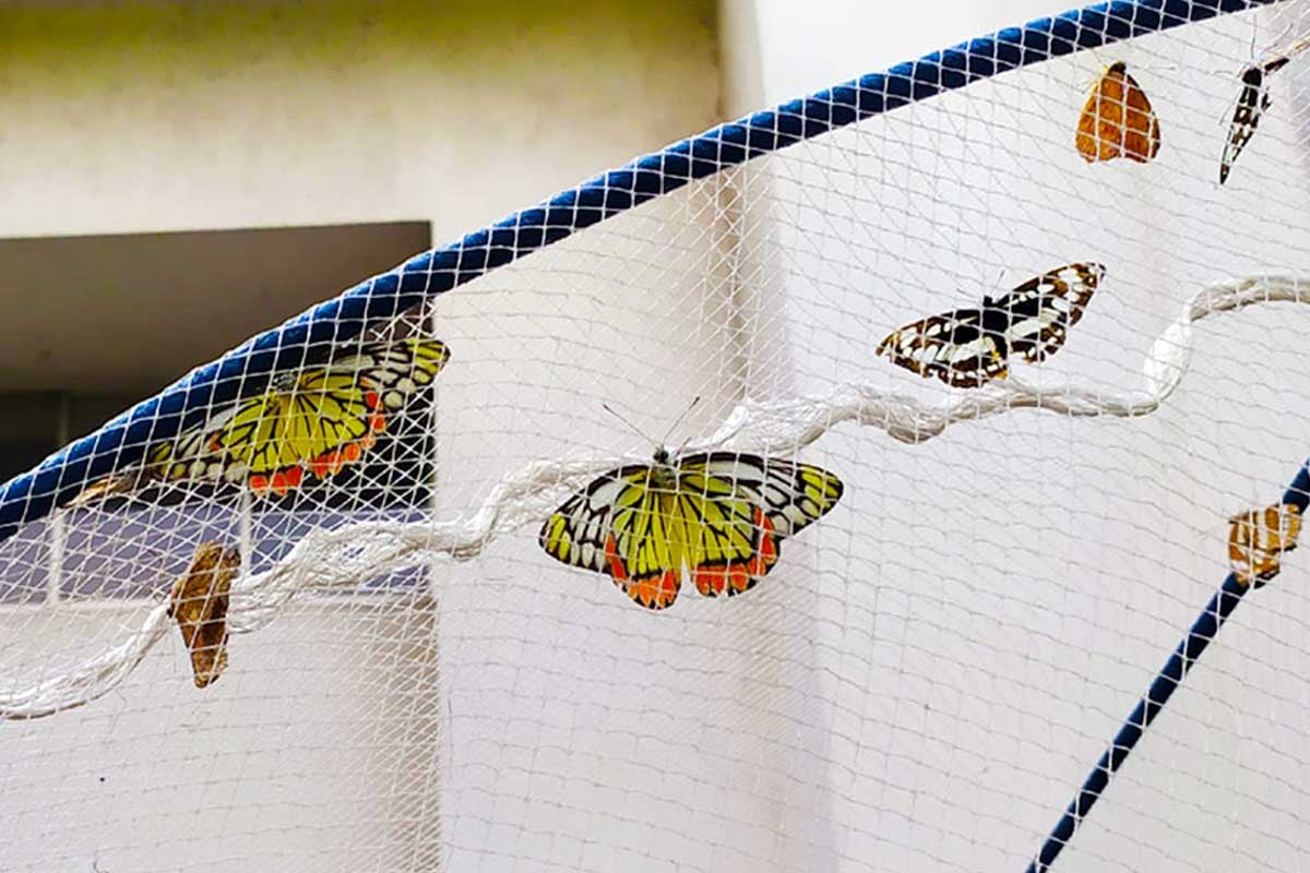 butterfly