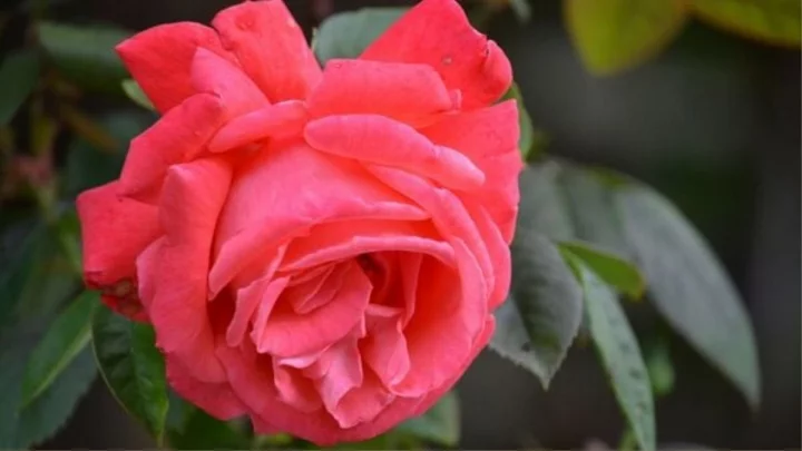 ROSE Dy