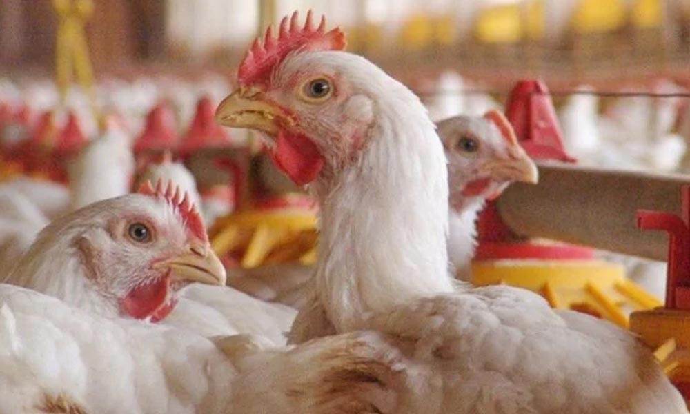bird flu