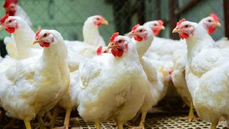 chicken