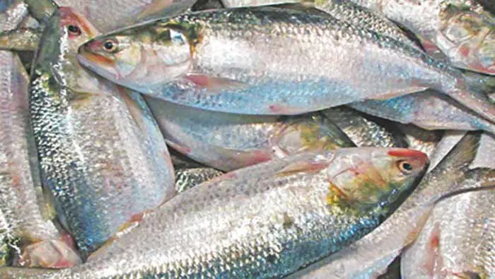 কাল থেকে পদ্মা-মেঘনায় ইলিশ ধরা বন্ধ ilish-inner2